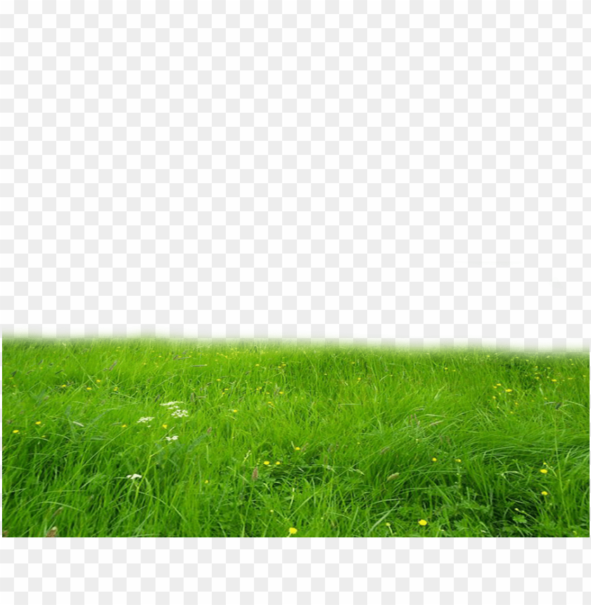Lawn Grass PNG and Lawn Grass Transparent Clipart Free Download  CleanPNG   KissPNG