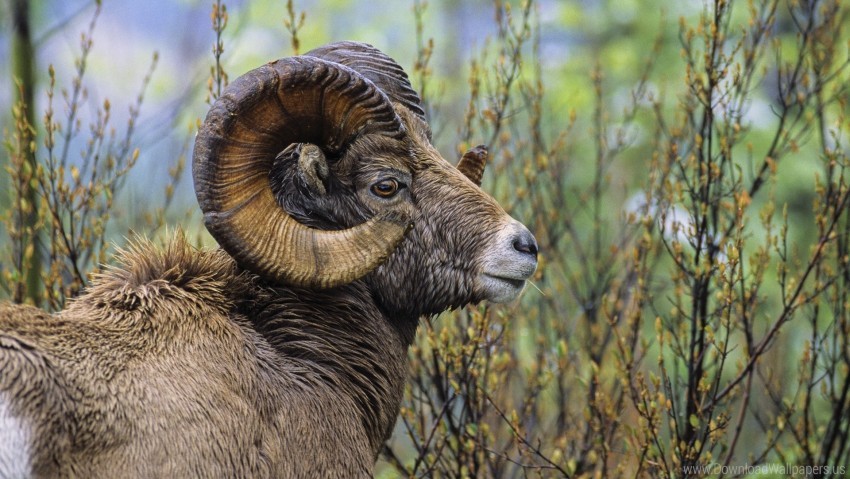 grass, head, horn, sheep wallpaper background best stock photos | TOPpng