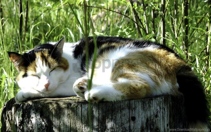 grass heat sleeping cat wallpaper background best stock photos - Image ID 160927