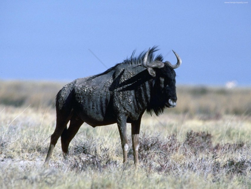 grass horn wildebeest wallpaper background best stock photos - Image ID 160597