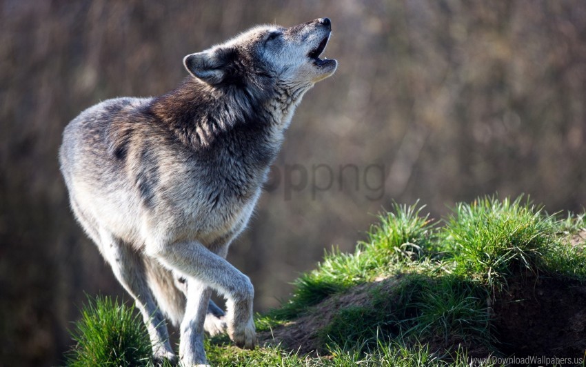 free PNG grass, howling, predator, wolf wallpaper background best stock photos PNG images transparent