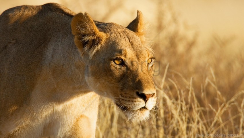 Grass Hunting Lion Lioness Wallpaper Background Best Stock Photos