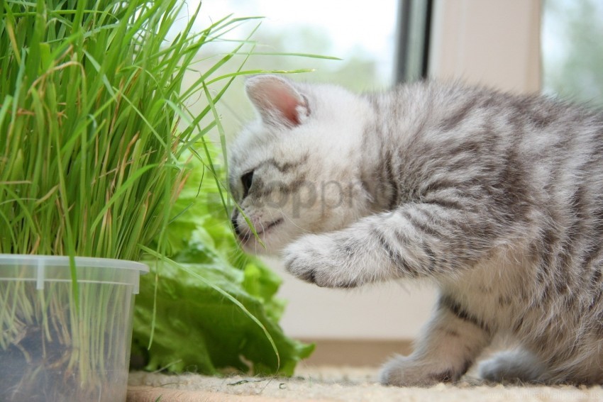 grass kitten lie striped wallpaper background best stock photos - Image ID 158636