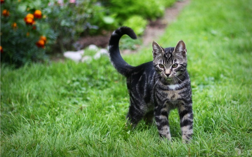grass kitten look observation tabby walk wallpaper background best stock photos - Image ID 155318