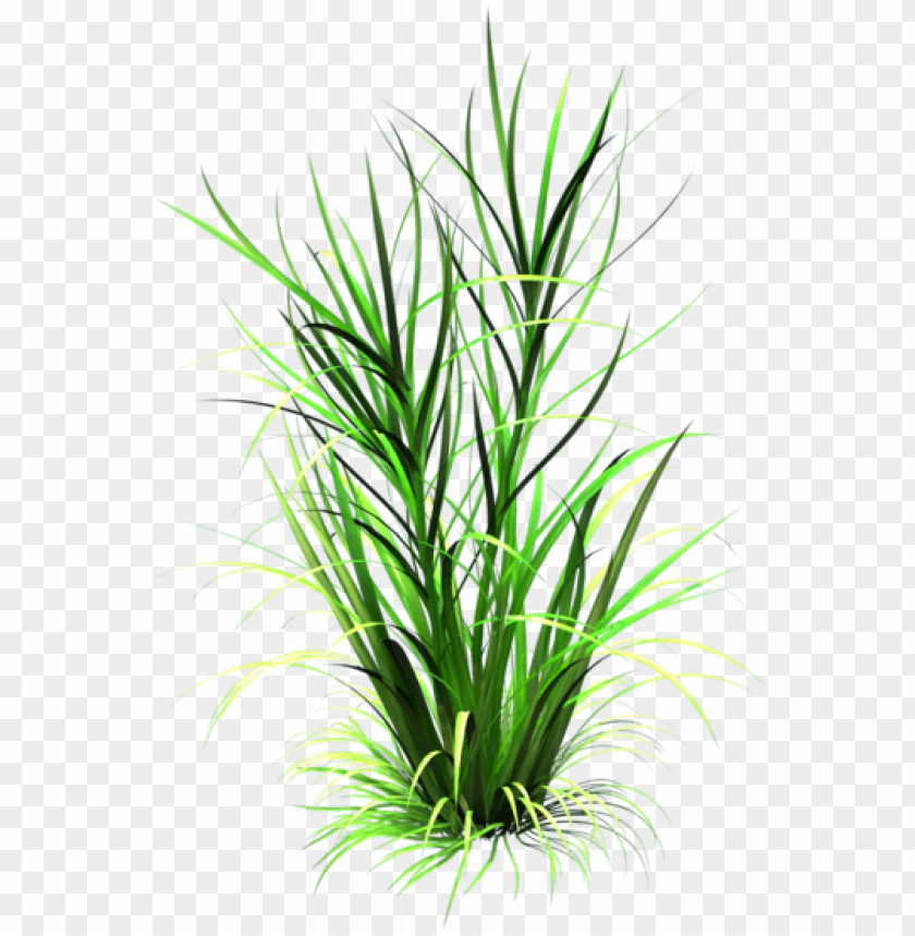 grass texture, green grass, grass hill, ornamental grass, grass vector, grass border