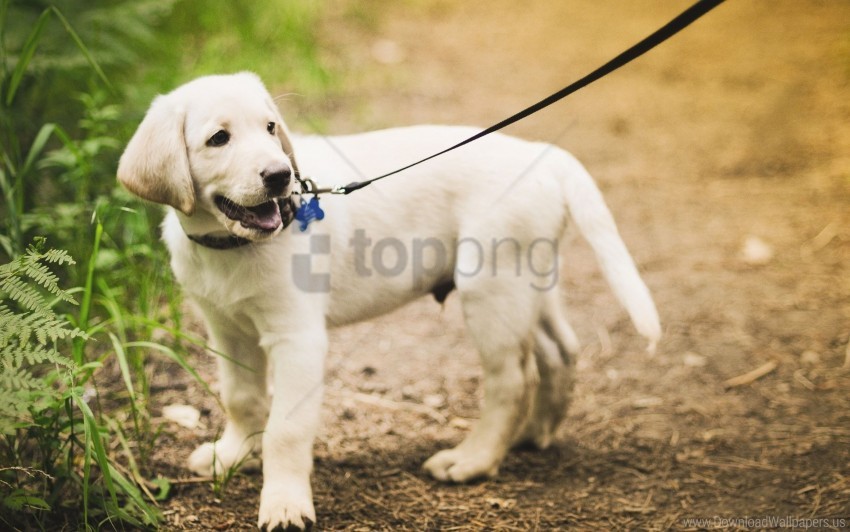 grass leash path puppy walking wallpaper background best stock photos - Image ID 160941