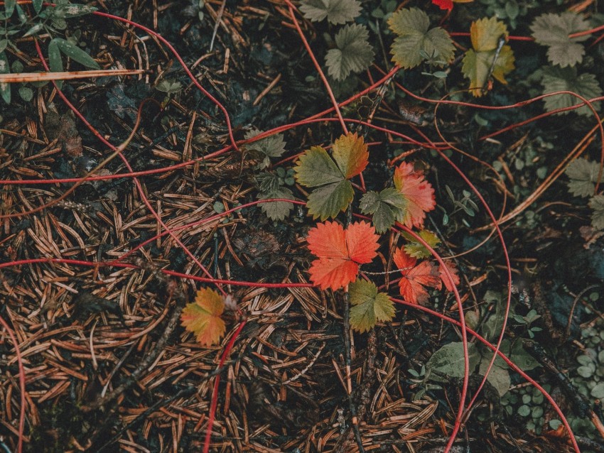 grass, leaves, autumn, forest