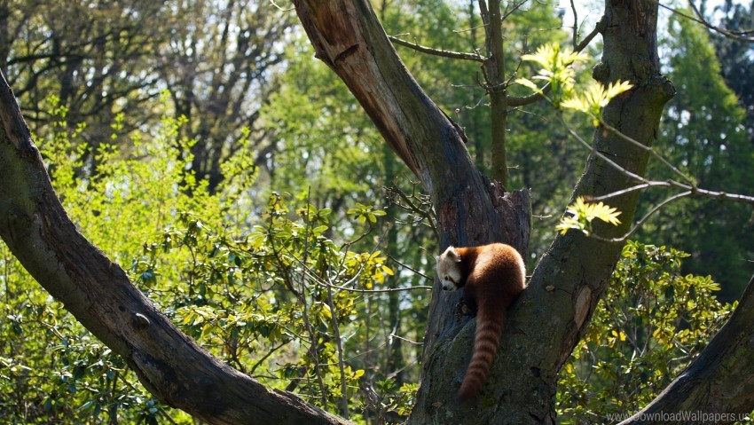 grass leaves red panda tree wallpaper background best stock photos - Image ID 160759
