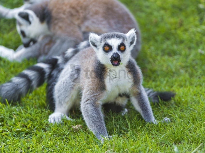 Grass Lemur Screaming Surprise Wallpaper Background Best Stock Photos