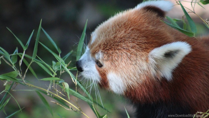Grass Lesser Panda Muzzle Panda Red Panda Wallpaper Background