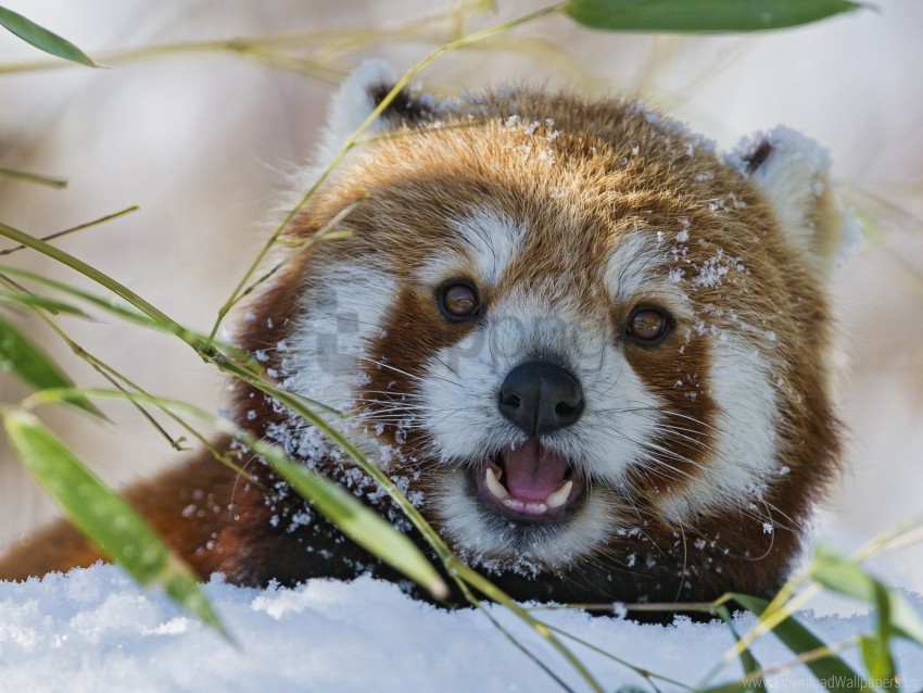 grass lesser panda muzzle red panda wallpaper background best stock photos - Image ID 146602