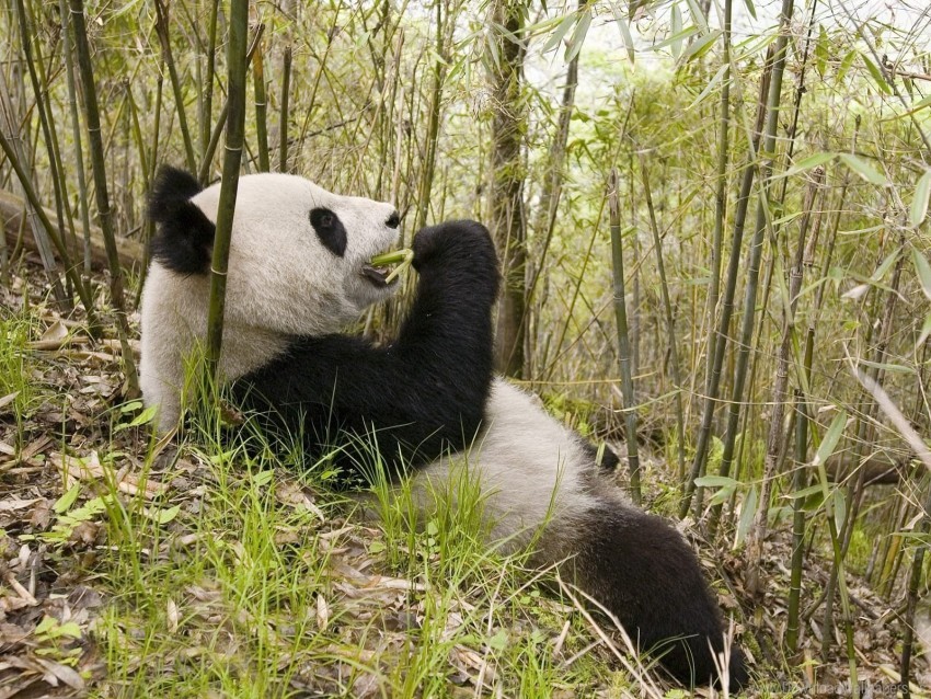grass lie panda trees wallpaper background best stock photos - Image ID 156857