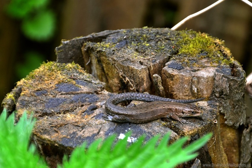 grass lizard moss tree stump wallpaper background best stock photos - Image ID 160764