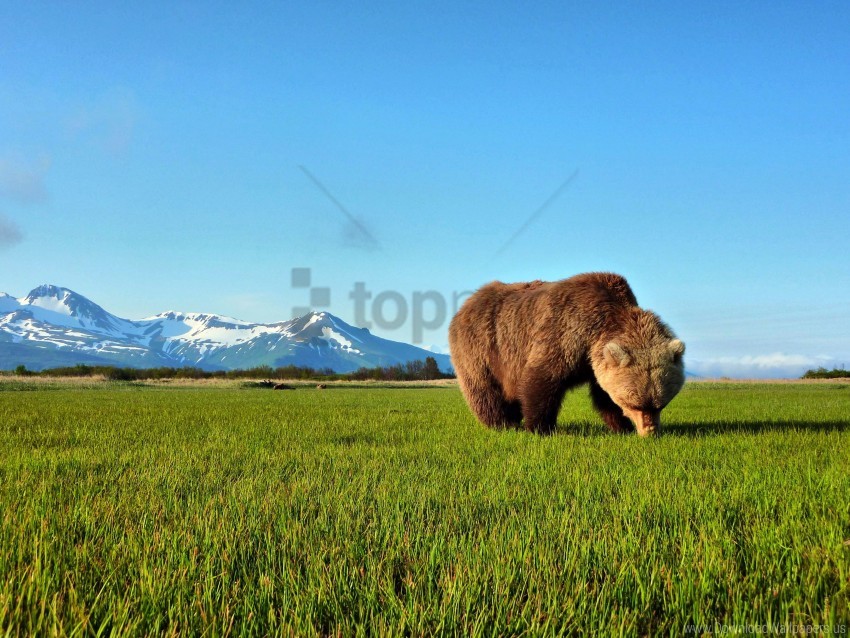 grass mountain snow teddy bear the horizon the sky wallpaper background best stock photos - Image ID 162228
