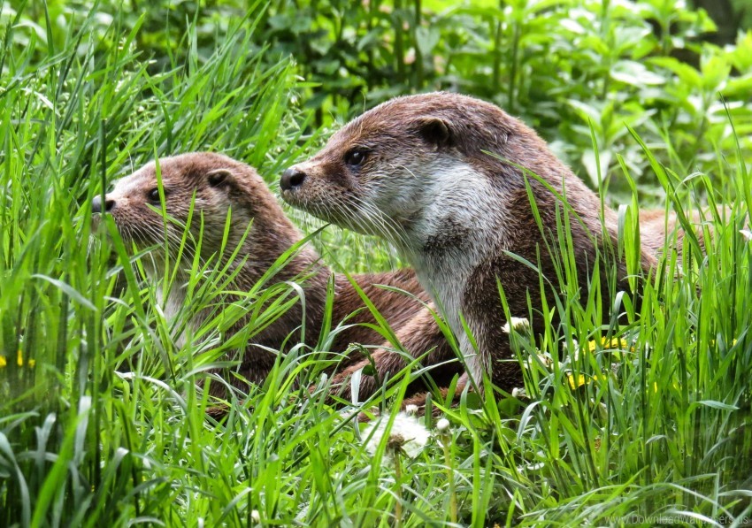 grass nature otters wallpaper background best stock photos - Image ID 159076
