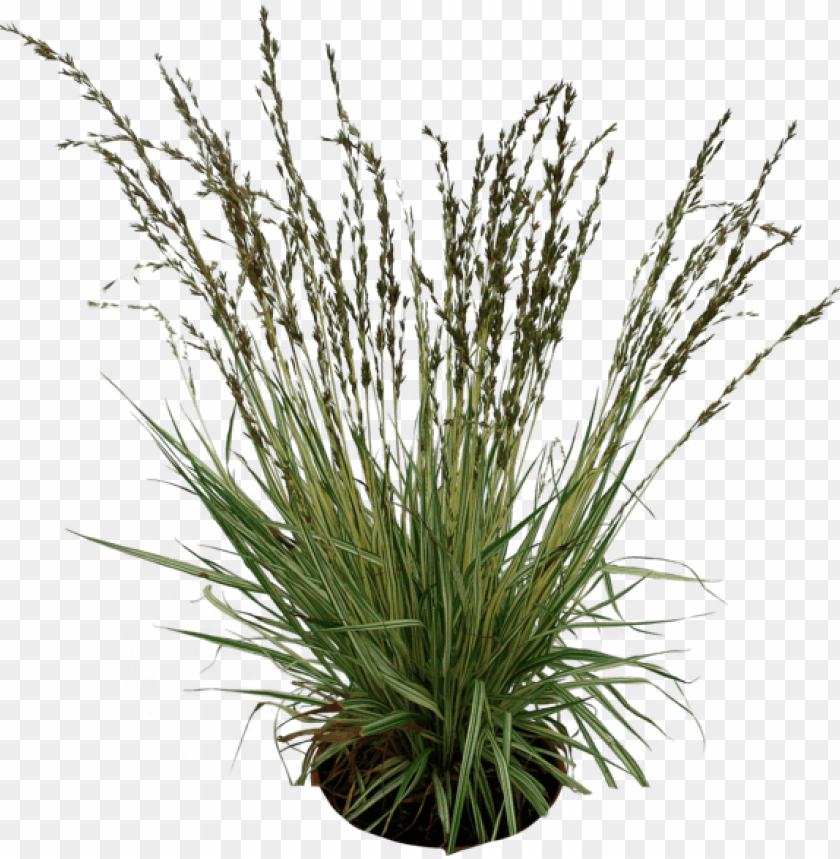 potted plant, green grass, house plant, vine plant, weed plant, grass hill