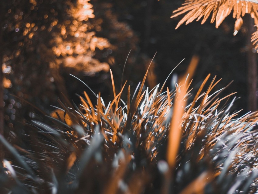 grass, plant, blur, leaves