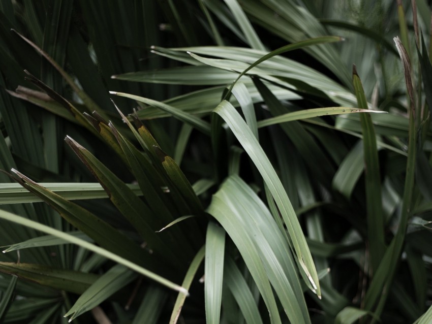 grass, plant, leaves, green, blur, closeup