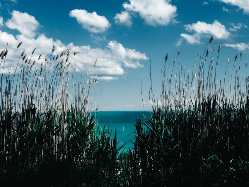 grass, reed, shore, sea, clouds