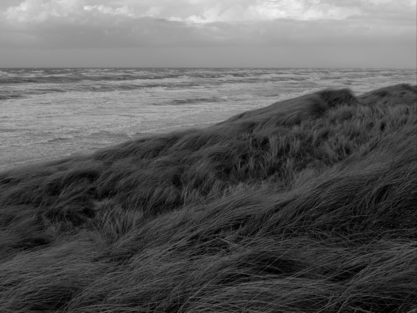 grass, sea, coast, bw, landscape