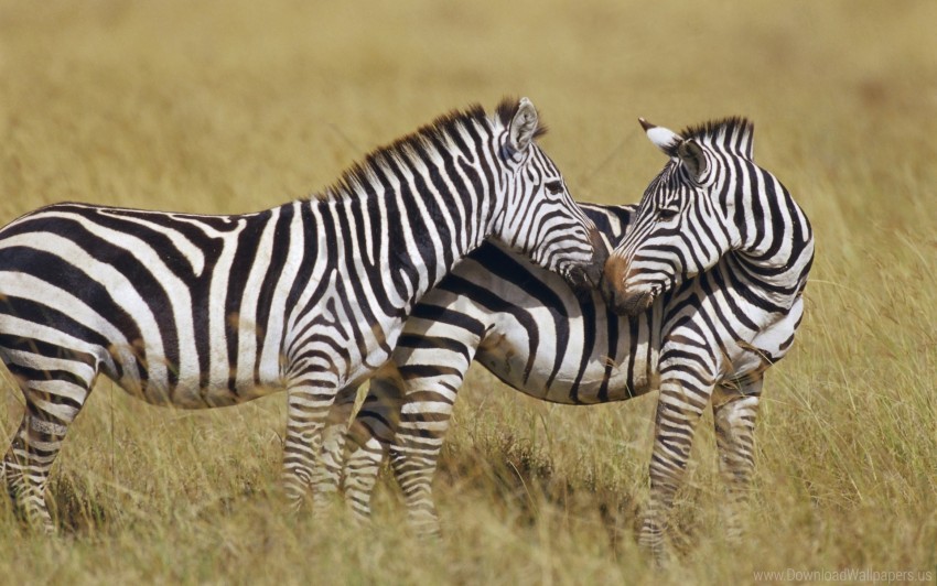 Grass, Stand, Strips, Zebra Wallpaper Background Best Stock Photos