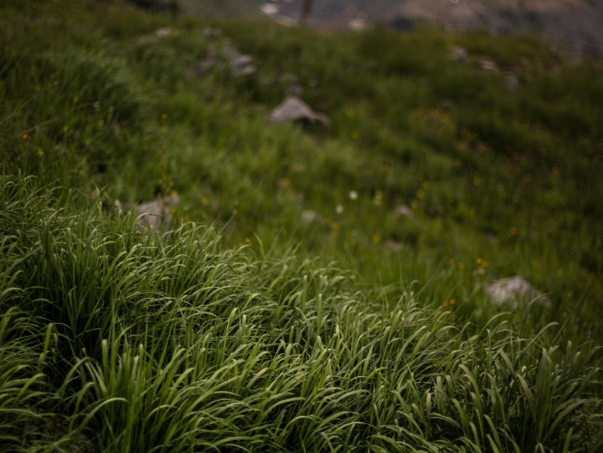 grass, stones, mountains, greenery, landscape