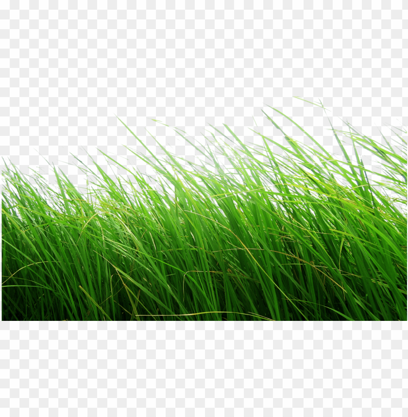 Smiling Asian Anime Girl Lying Grass Showing Thumbs Stock Photo by  ©AndrewLozovyi 257385640