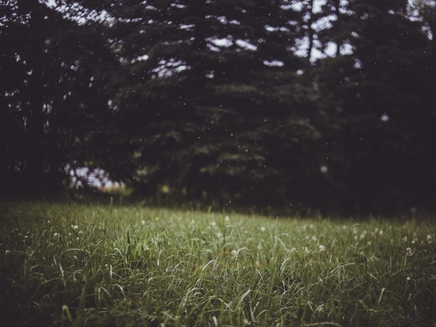 grass, trees, blur, glade