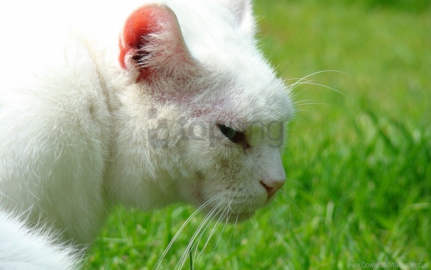 grass whiskers white cat wallpaper background best stock photos - Image ID 160520