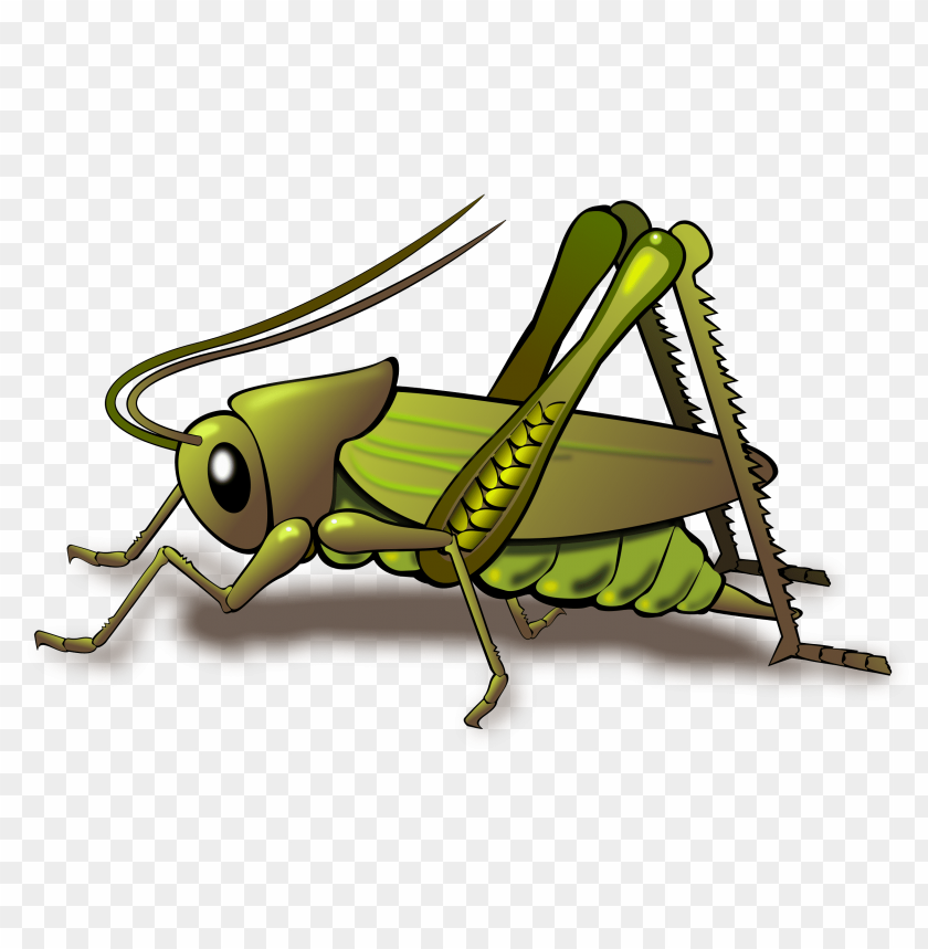 
grasshopper
, 
insects
, 
animal
, 
orthoptera
, 
horned grasshoppers
