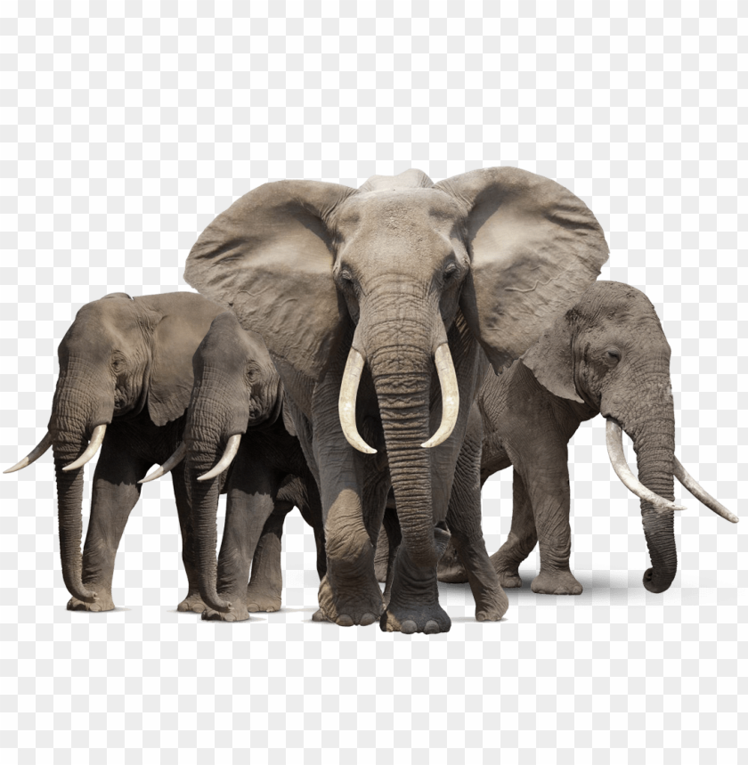 
elephant
, 
grey elephant
, 
blunderer
, 
tusker
