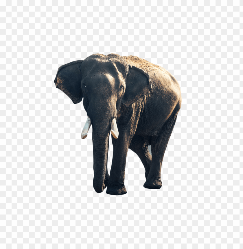 
elephant
, 
grey elephant
, 
blunderer
, 
tusker

