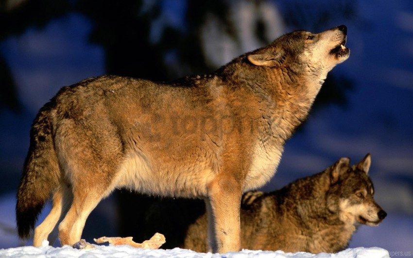 gray, howling, snow, winter, wolf wallpaper background best stock photos@toppng.com