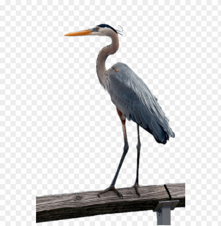 animals, birds, herons, great blue heron, 