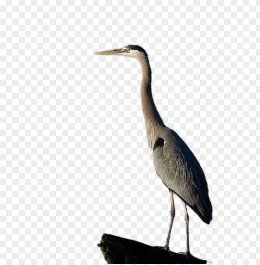 animals, birds, herons, great blue heron full size, 