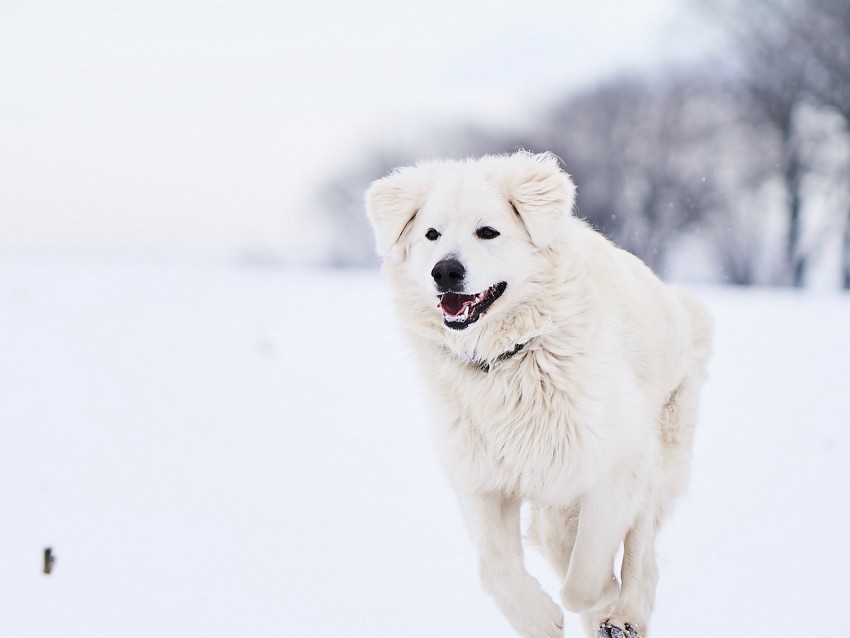 great pyrenees, pyrenean mountain dog, dog, white, snow, running