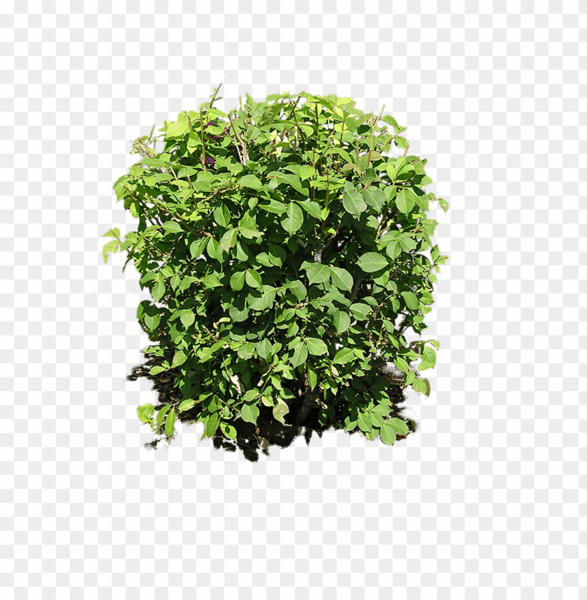 
bush
, 
leaves
, 
plant
, 
water
, 
beatiful

