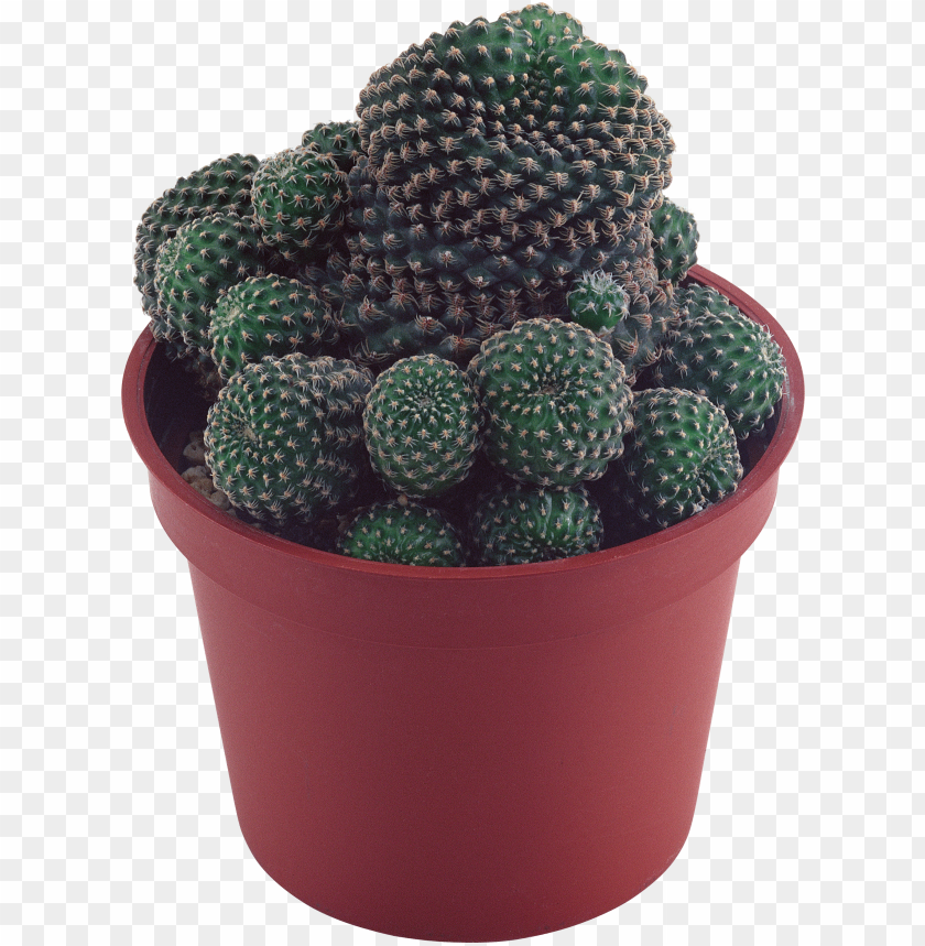 
cactus
, 
plant
, 
desert
, 
design
, 
balcony
