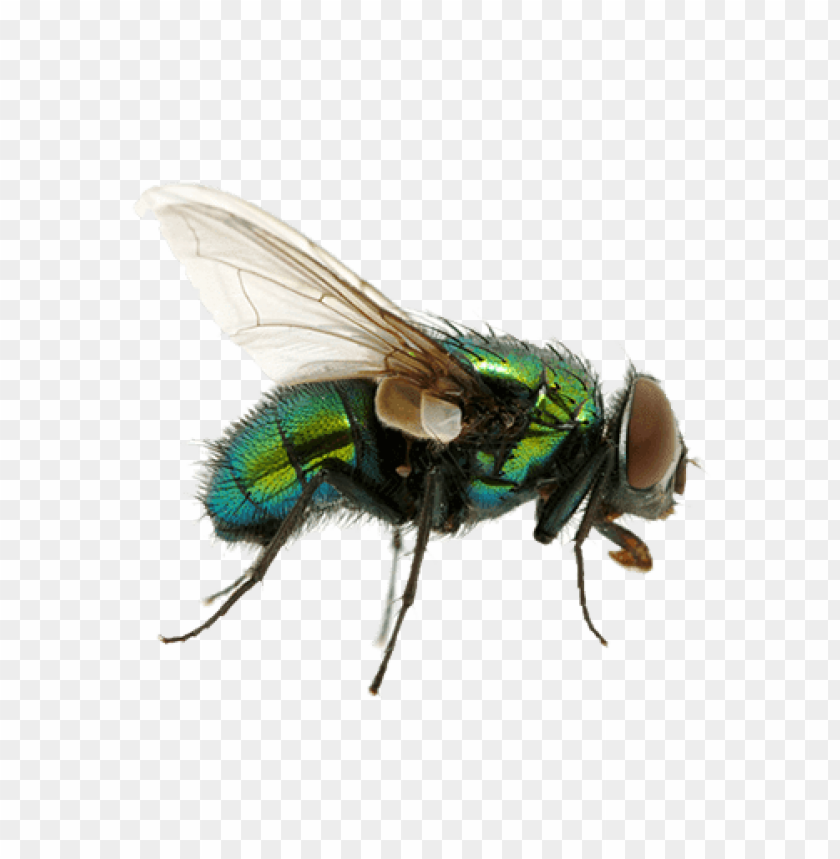 animals, insects, flies, green fly, 