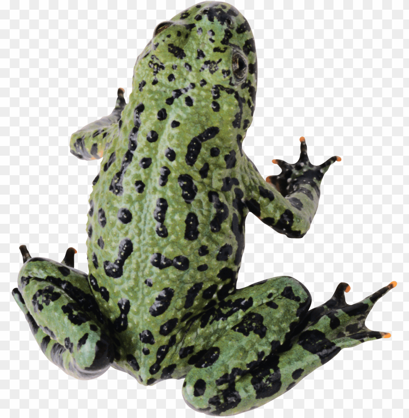 
frog
, 
animal
, 
toad
, 
water
, 
amphibian
, 
looking
, 
eyes
