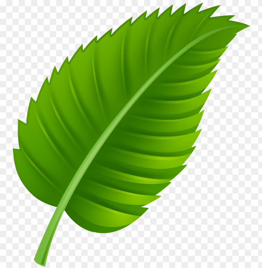 green, leaf