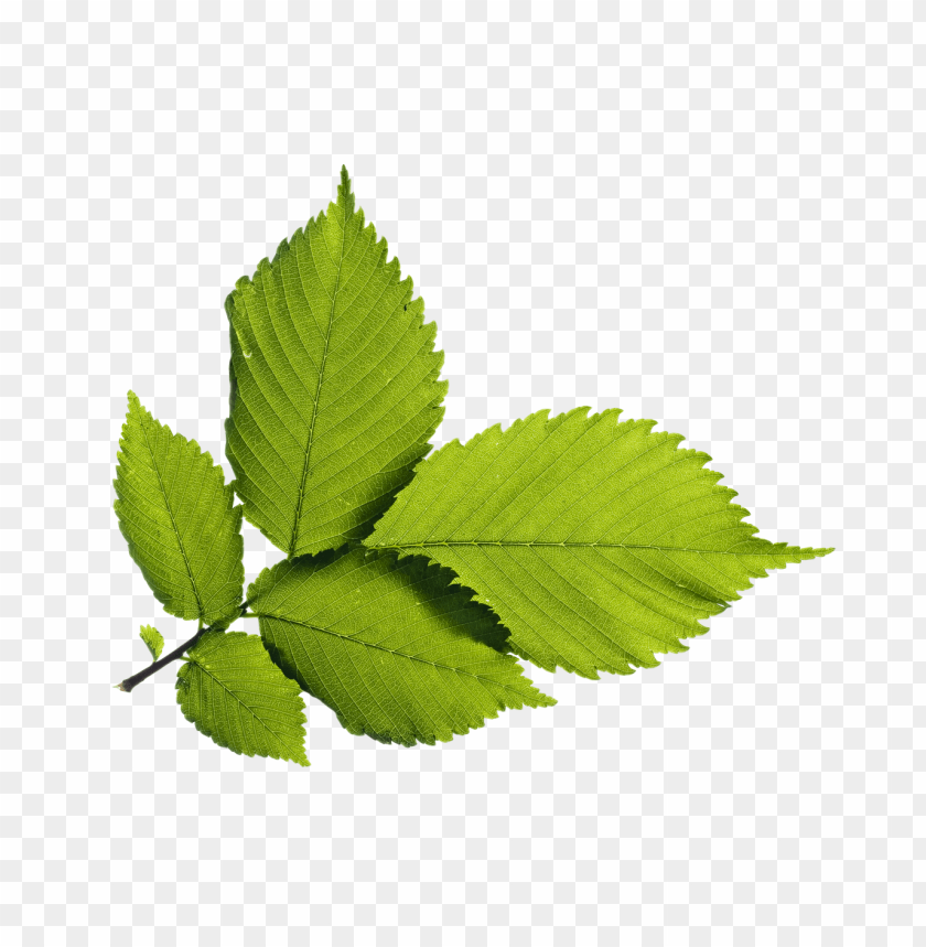 
nature
, 
leaf
