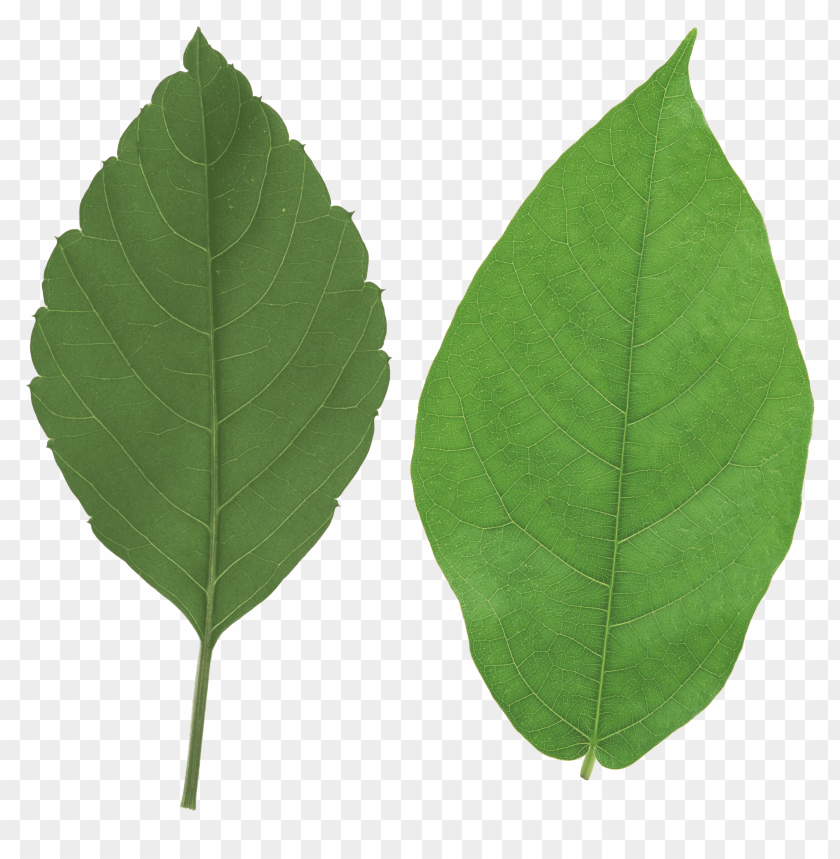 PNG image of green leaves with a clear background - Image ID 22880