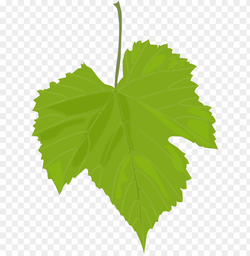 PNG image of green leaves with a clear background - Image ID 22907