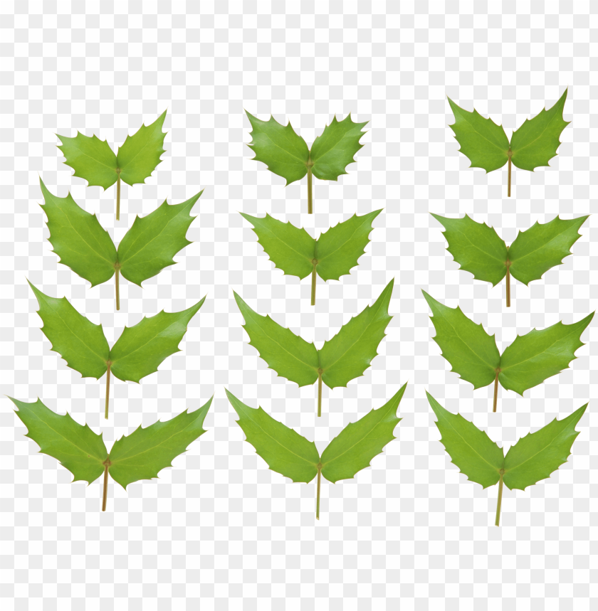 
leaf
, 
foliage
, 
autumn foliage
, 
photosynthetic function
