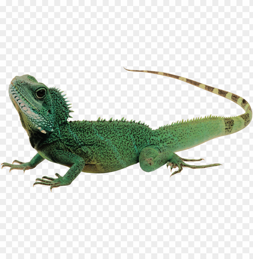 green lizard png images background - Image ID 35990