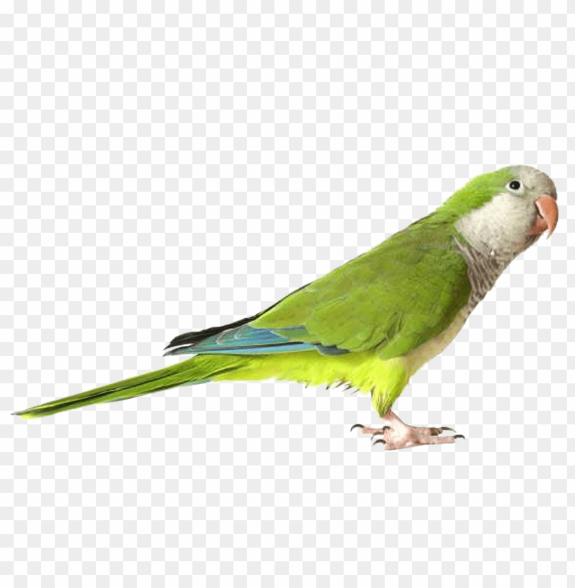 
parrot
, 
bird
, 
colorful
, 
green
, 
red
, 
blue
, 
flying
