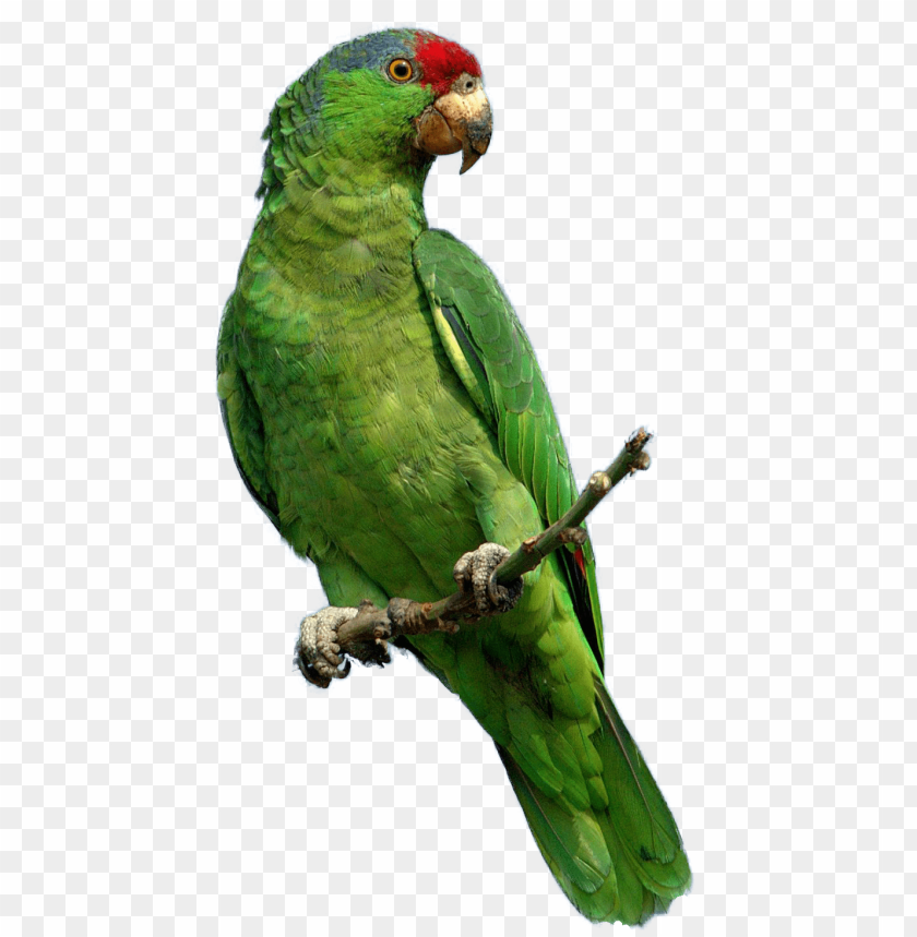 Download Green Parrot Png Images Background