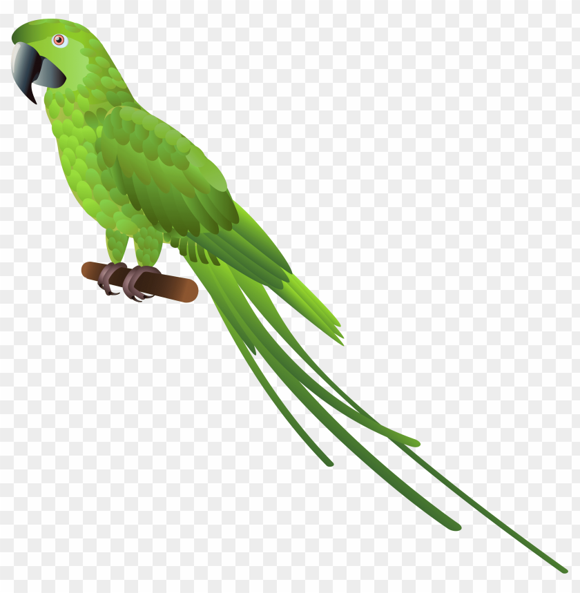 Download green parrot clipart png photo | TOPpng