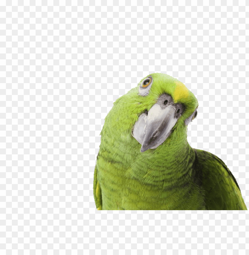 animals, birds, parrots, green parrot side looking, 